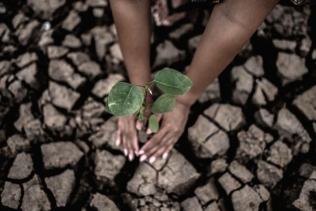 two-hands-are-planting-trees-dry-cracked-soil-global-warming-conditions (2) two-hands-are-planting-trees-dry-cracked-soil-global-warming-conditions (2)